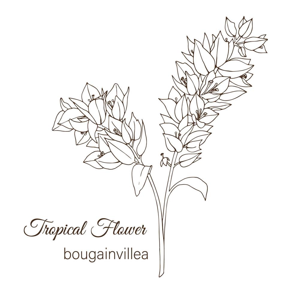 Vektor-Illustration der tropischen Blume auf weißem Hintergrund. handgezeichnete Bougainvillea. floraler Umriss. Malseite. Stil skizzieren. tropische Designelemente. vektor