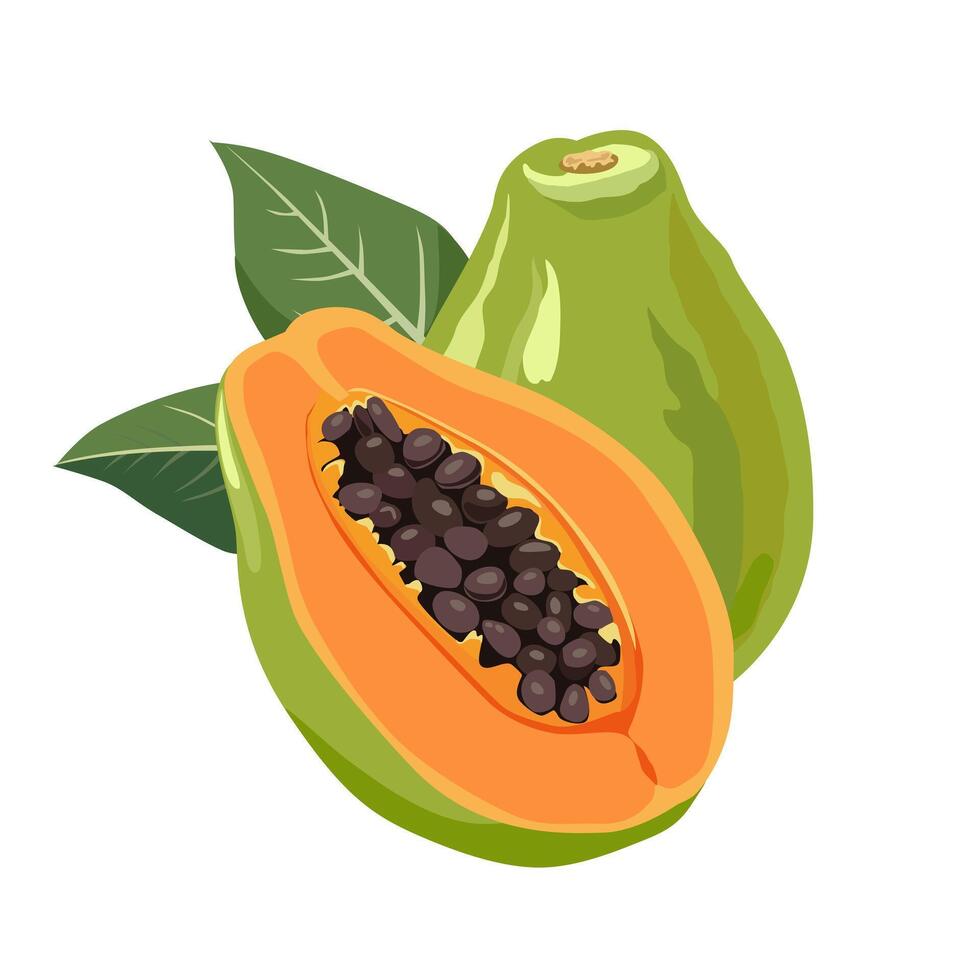 saftig och friska gul orange skära papaya med grön löv. isolerat illustration på vit bakgrund. sommar frukt för platt design av kort, baner, flygblad, försäljning, affisch, ikoner vektor