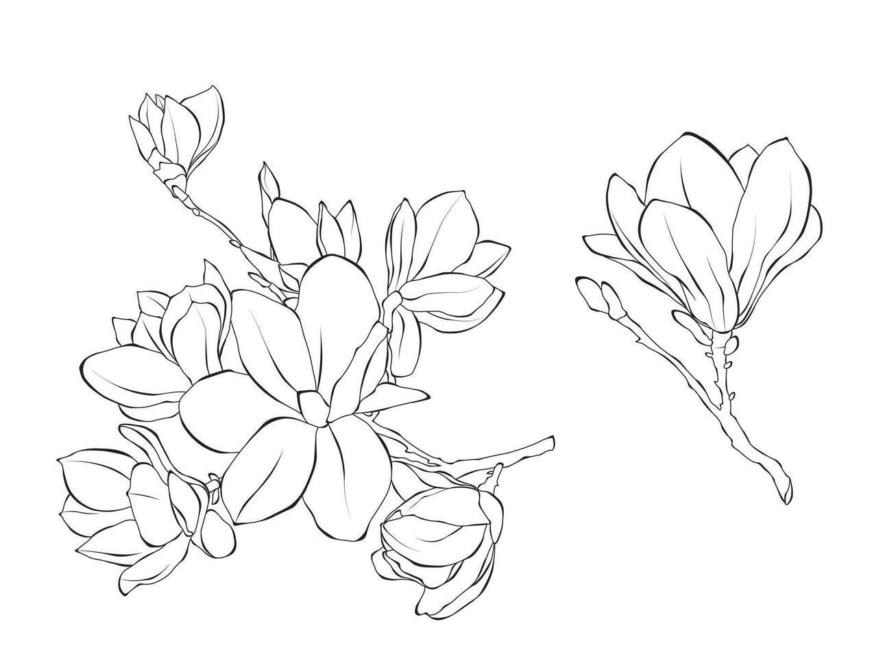 Blumen Magnolie Linie Kunst Gliederung Illustration auf Weiß Hintergrund vektor