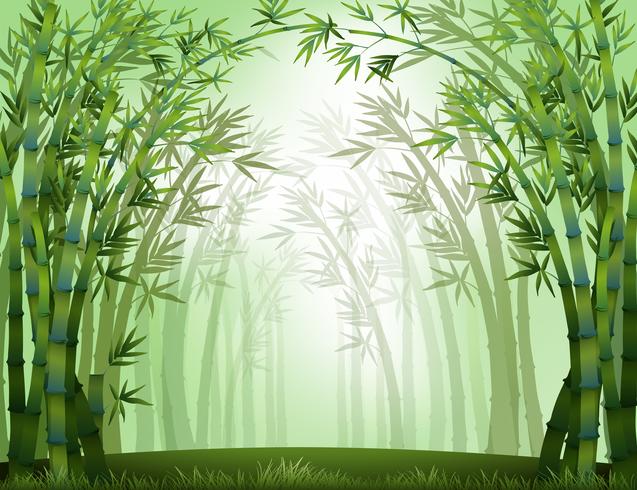 Bambus vektor