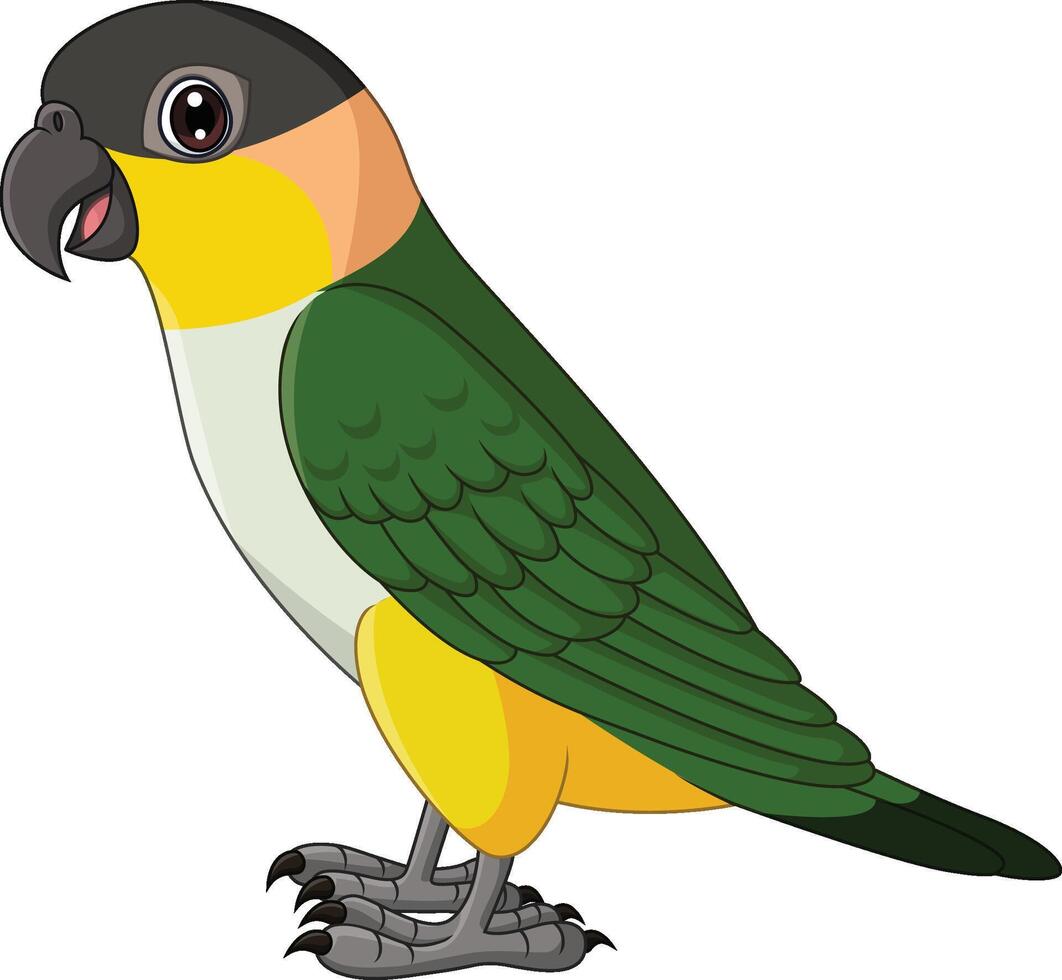 Karikatur Caique Papagei auf Weiß Hintergrund vektor