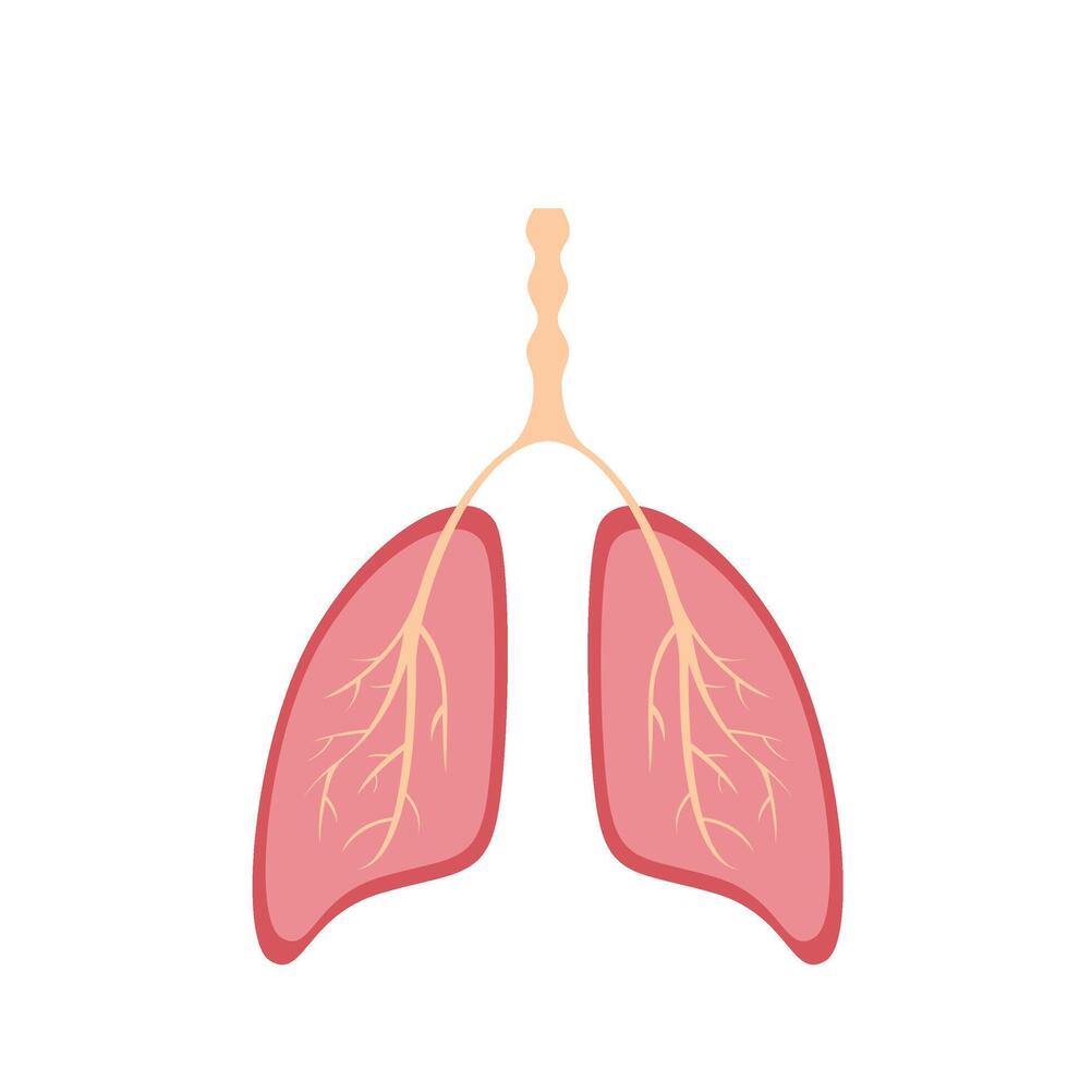 Lungen menschliches Organ vektor