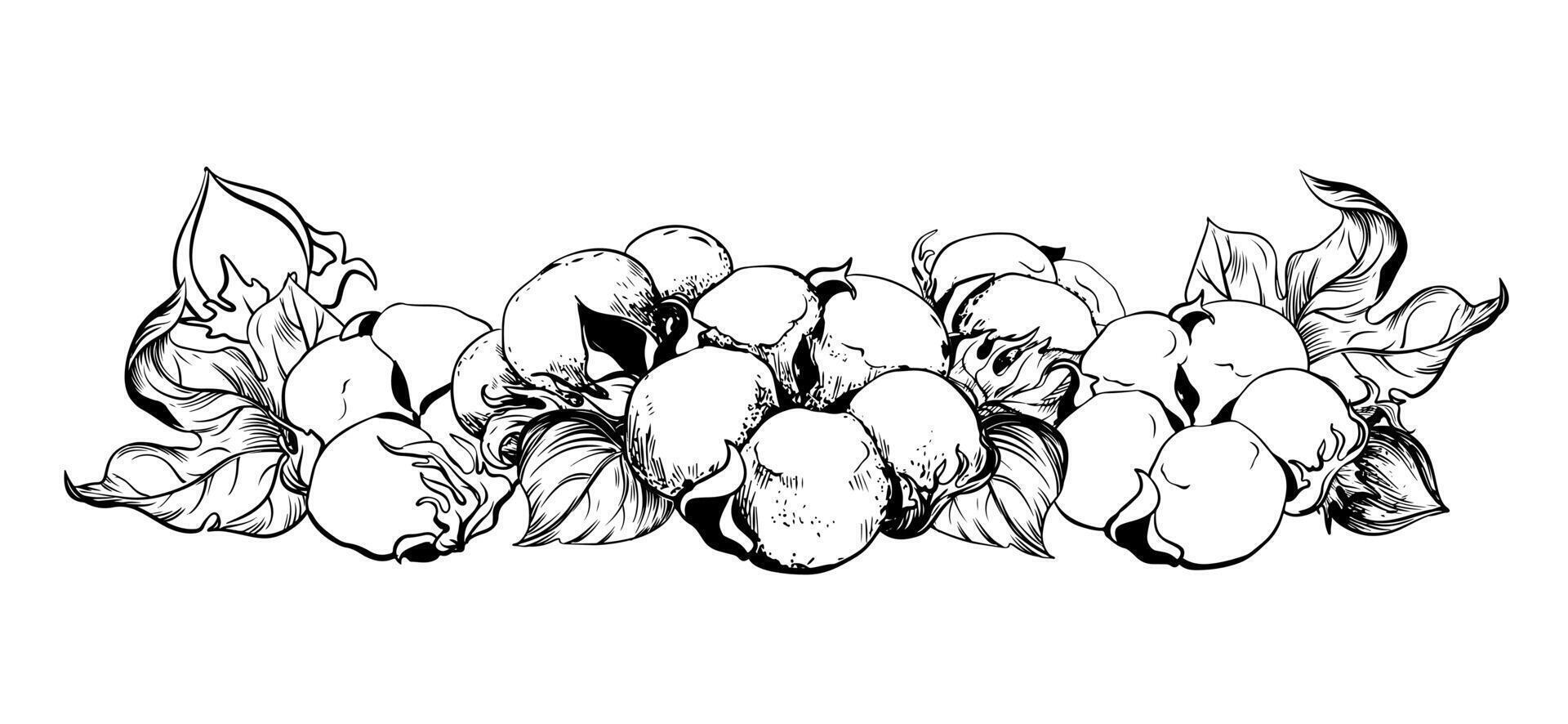 Komposition von Baumwolle Blumen. botanisch Illustration von ein horizontal Lügen Ast. Hand Zeichnung im Gravur Stil. Tinte skizzieren zum Verpackung. das linear Design imitiert das Radierung Technik. vektor