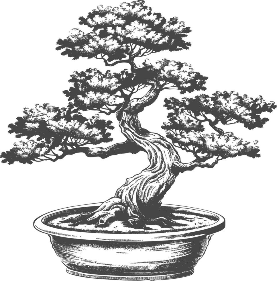 bonsai träd bilder använder sig av gammal gravyr stil kropp svart Färg endast vektor