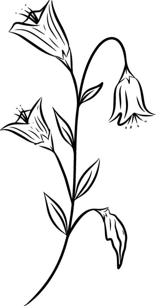 hand dragen skiss av linjär blomma. illustration vektor