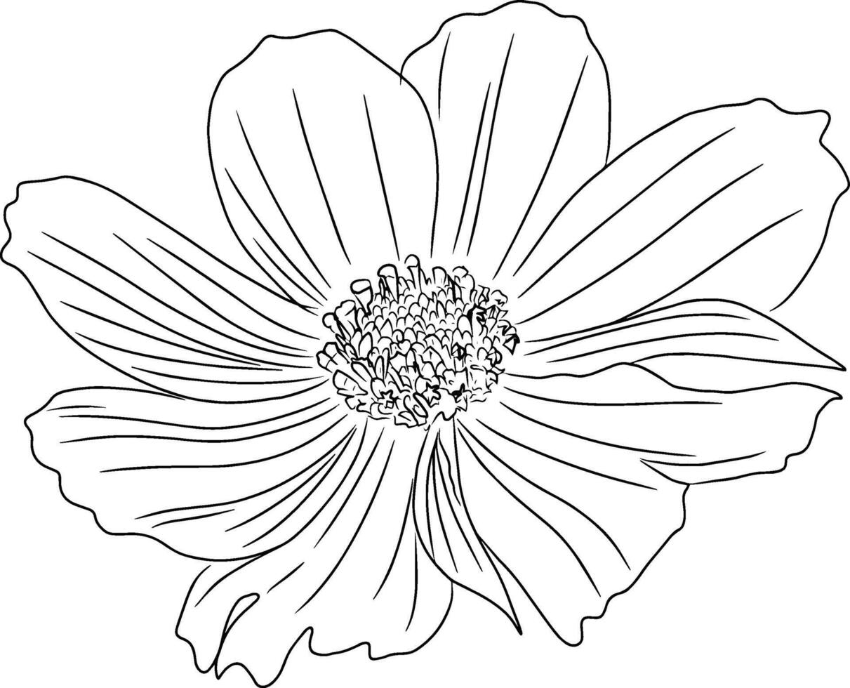 hand teckning linje av kosmos blomma design grafisk illustration. vektor