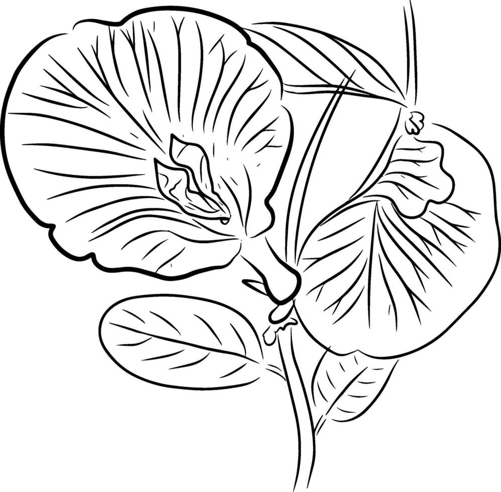 hand teckning linje av fjäril ärta blomma design grafisk illustration vektor