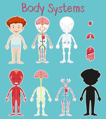 Pojke och kroppssystem diagram på blå bakgrund vektor