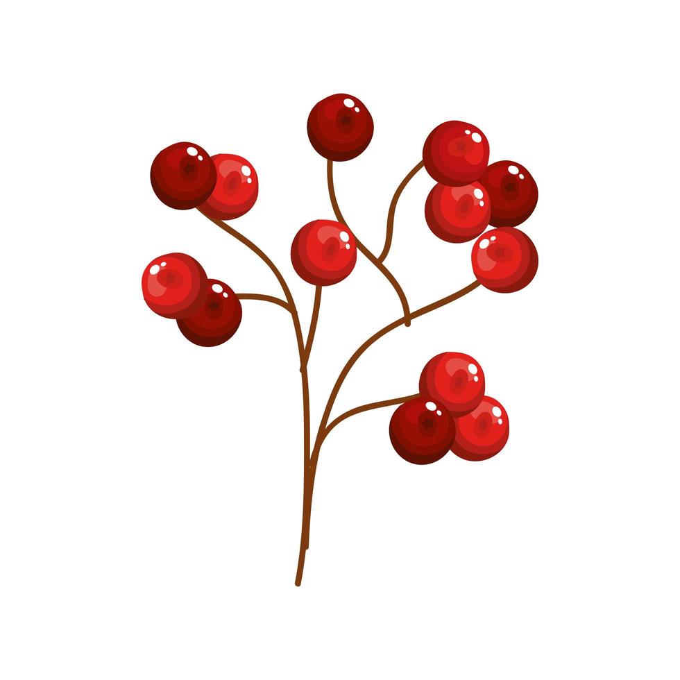 Zweig mit Stechpalme Früchte traditionelle Weihnachten isoliert Symbol vektor