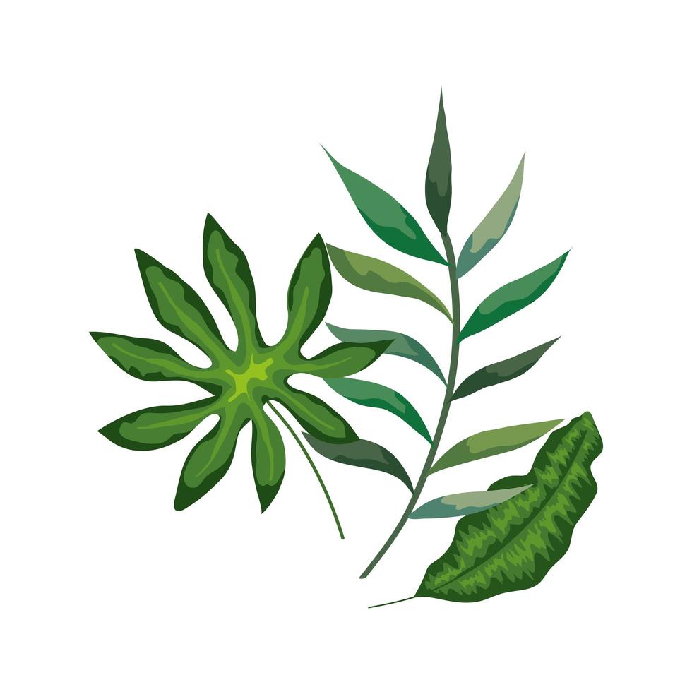 Zweig mit Blättern Natur isolierte Symbol vektor