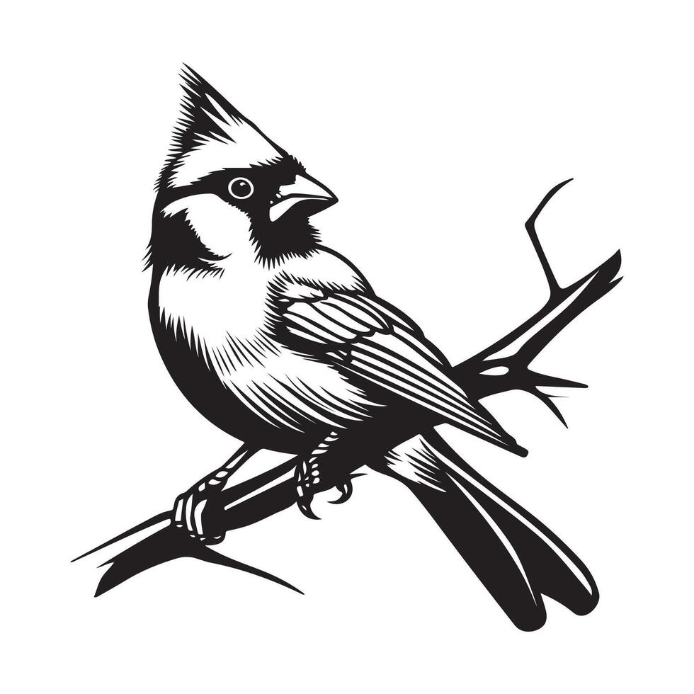 Kardinal Vogel auf Zweig, Vogel auf ein Ast isoliert auf Weiß Hintergrund vektor