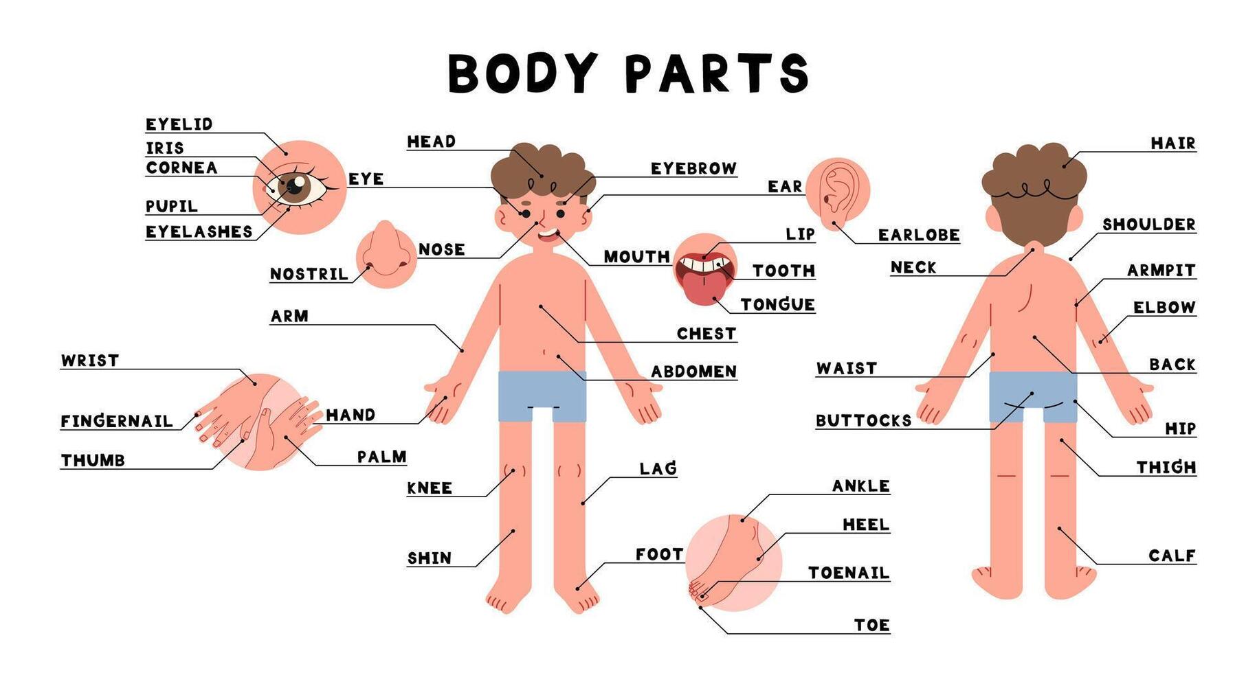 kropp delar man 1 söt på en vit bakgrund, illustration. vektor