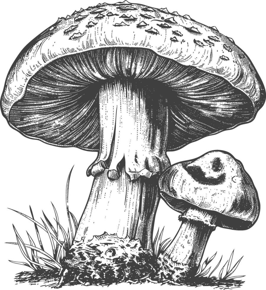 Pilz Bilder mit alt Gravur Stil vektor