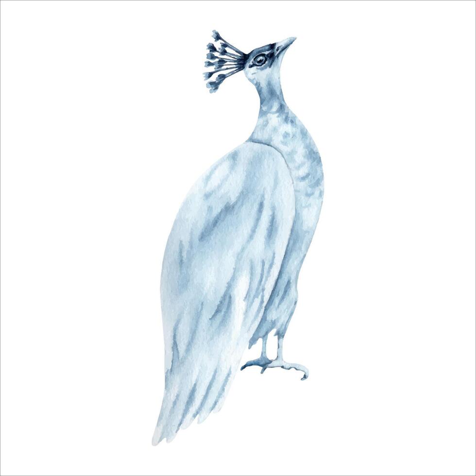 Weiß Pfau Aquarell Illustration. Hand gezeichnet Vogel Gemälde isoliert auf Weiß Hintergrund. Indigo Blau einfarbig elegant Schönheit Symbol zum Mode Kleidung, Tätowierungen, Drucken und Muster Entwürfe. vektor