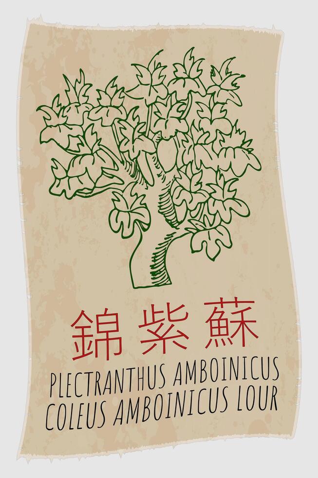 teckning plectranthus amboinicus i kinesiska. hand dragen illustration. de latin namn är coleus amboinicus lour. vektor