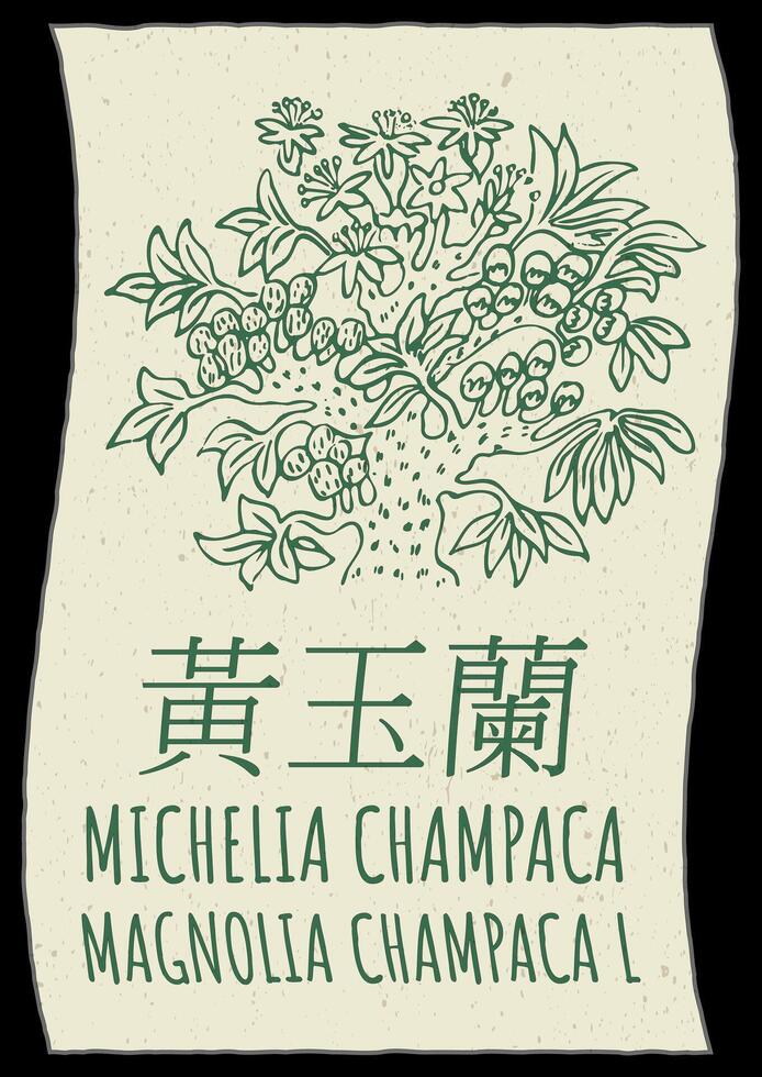 teckning Michelia champaca i kinesiska. hand dragen illustration. de latin namn är magnolia champaca l. vektor