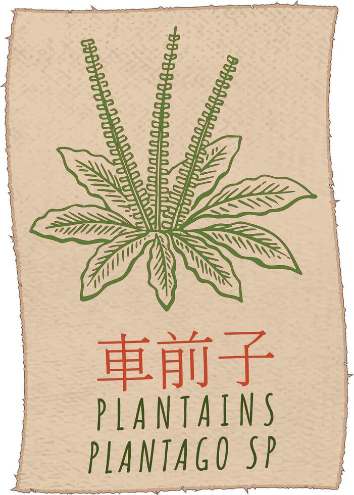 Zeichnung Kochbananen im Chinesisch. Hand gezeichnet Illustration. das Latein Name ist plantago sp . vektor