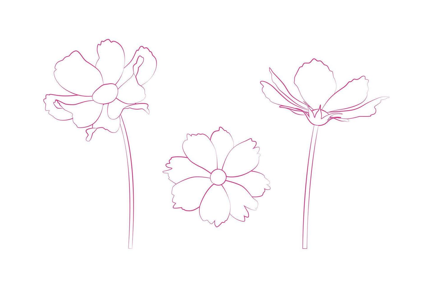Hand gezeichnet kontinuierlich Linie Zeichnung von Kosmos Blumen. Illustration. vektor