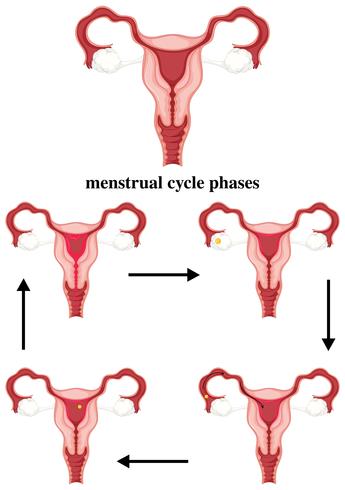 Menstruationscykelfaser i människa vektor