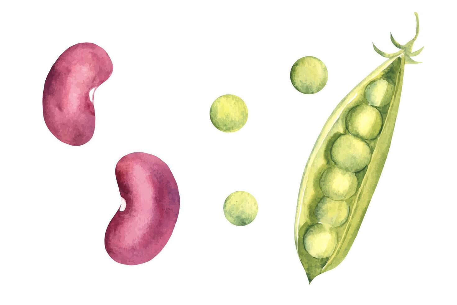 Aquarell einstellen von Hülsenfrüchte. rot Niere Bohnen und Grün Erbsen. Hand gezeichnet botanisch Illustration. vektor