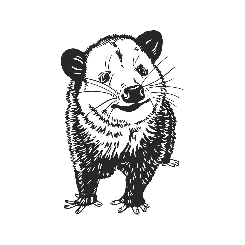 en detaljerad illustration av ett opossum nyfiken blick och funktioner vektor