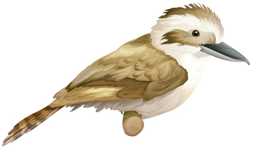 kookaburran vektor