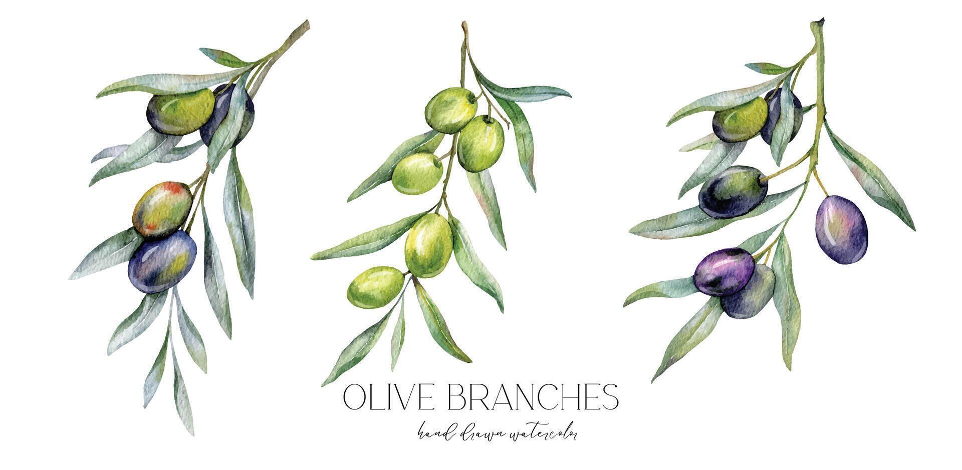 oliver vattenfärg illustration. oliv grenar grönska hand målad vattenfärg isolerat på vit bakgrund. perfekt för oliv bröllop inbjudningar, blommig etiketter, brud- dusch och hälsning kort vektor