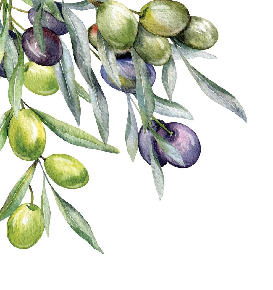 Oliven Aquarell Illustration. Olive Geäst Grün Hand gemalt Aquarell isoliert auf Weiß Hintergrund. perfekt zum Olive Hochzeit Einladungen, Blumen- Etiketten, Braut- Dusche und Gruß Karten vektor