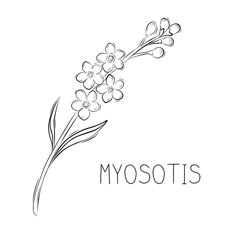 skiss myosotis eller glömma mig inte vår blomma enkel illustration i klotter stil vektor