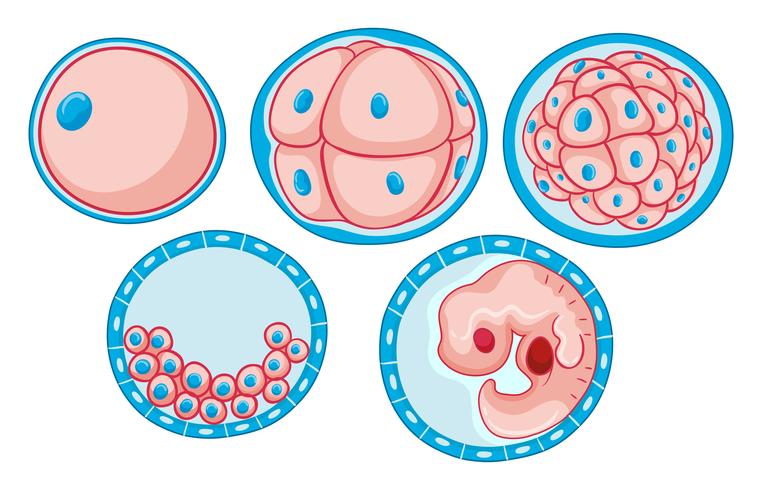 Diagramm, das den Prozess des Wachstums des Embryos zeigt vektor