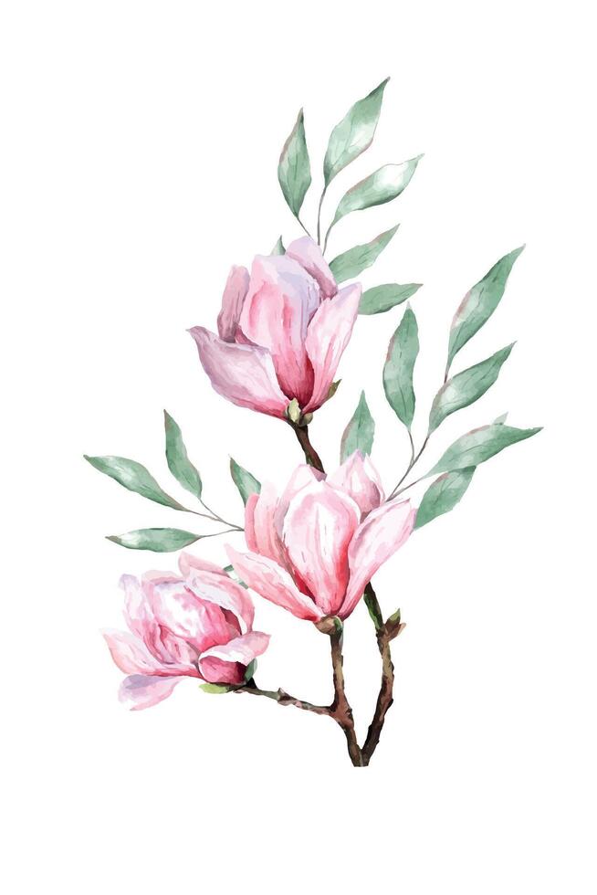 färsk magnolia blomma botanisk vattenfärg illustration blommig design kronblad blomning vår tropisk rosa skön växt med eukalyptus löv vektor