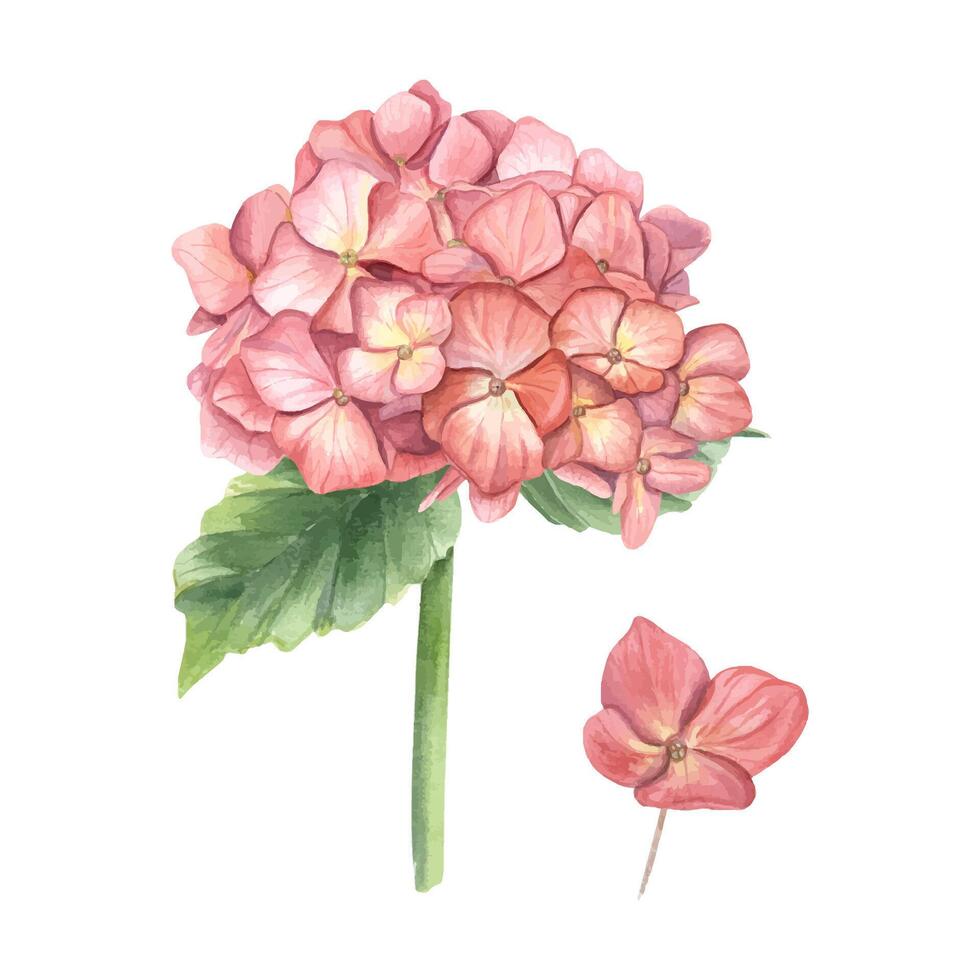 årgång blomning hortensia gren. sammansättning i höst trendig färger. vattenfärg illustration för bröllop design, inbjudan, hälsningar, bukett dekoration. vektor