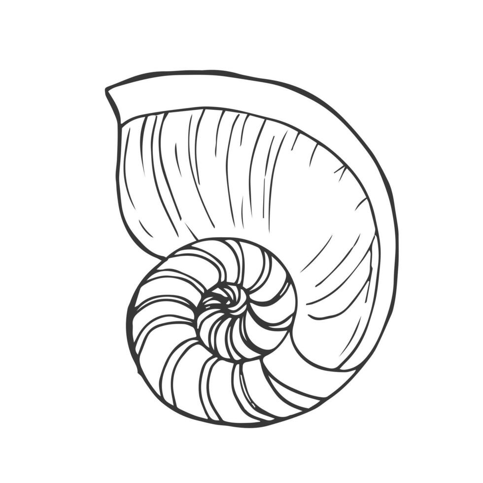 Nautilus Schale Symbol. Wasser- Spiral- Muschel mit Flecken, Streifen. Kopffüßer ozeanisch Weichtier, unter Wasser Kreatur. Hand gezeichnet Gekritzel, Meer skizzieren. Aquarium Tier. vektor