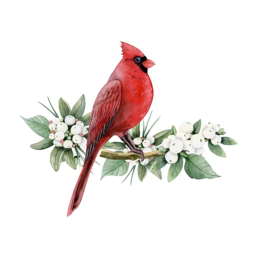 rot Kardinal Weihnachten Vogel auf Schneebeere Ast mit Weiß Beeren Aquarell Illustration zum Winter Ferien Designs vektor