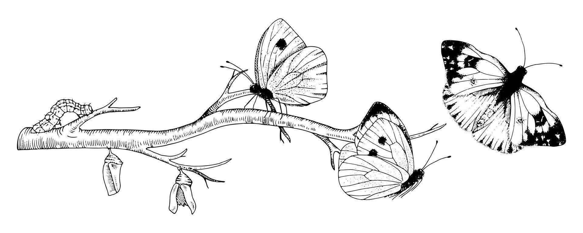 fjäril metamorfos teckning. hand dragen linje konst av insekt Evolution. svart översikt illustration av fjäril omvandling. natur liv cykel skiss. på en vit isolerat bakgrund vektor