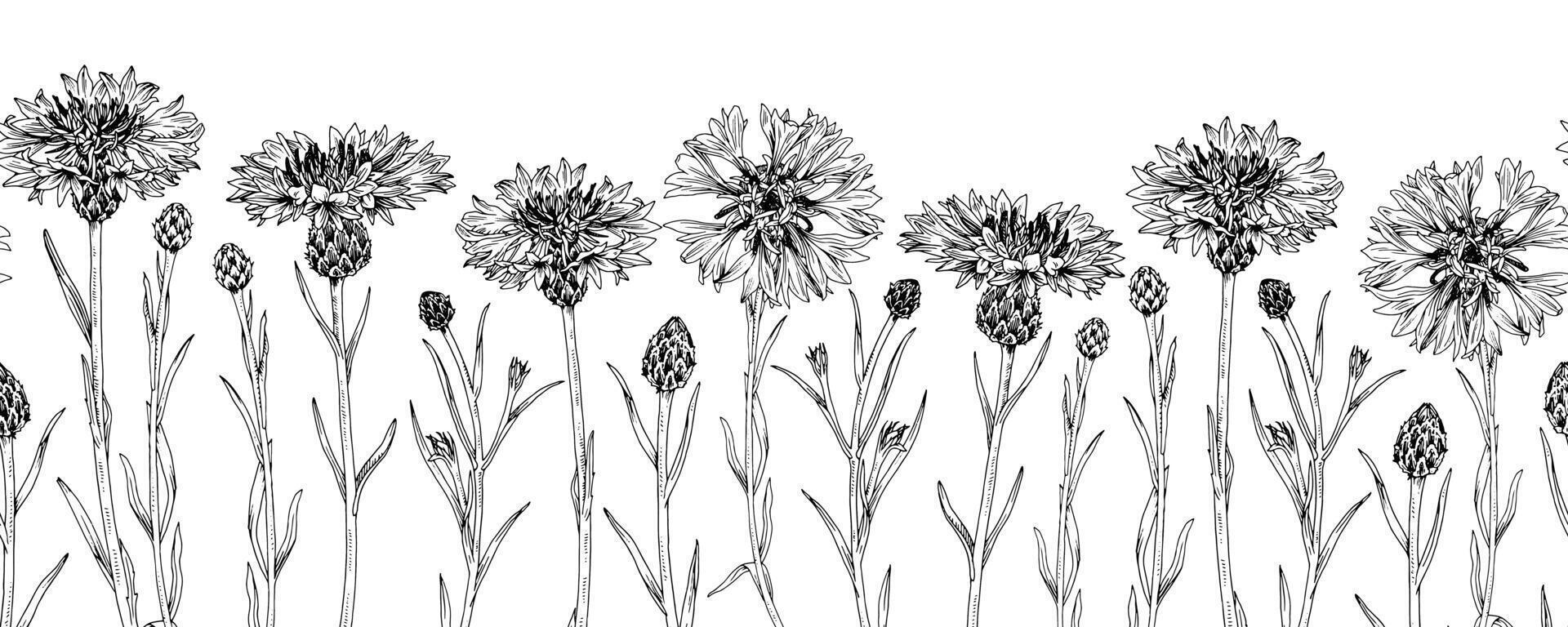 blåklint gräns. översikt illustration av blommor. hand dragen sömlös bakgrund för ramar och mönster. svart linje konst av örter. knapweed teckning på isolerat vit för årgång blommig kort vektor