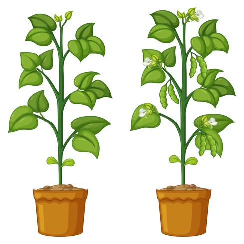 Zwei Topfpflanzen mit Bohnen vektor