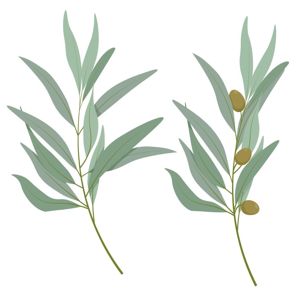 uppsättning av två annorlunda oliv träd grenar vektor