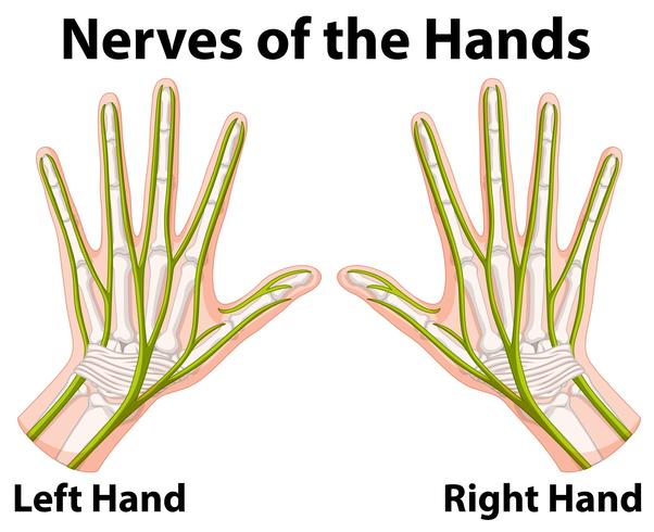 Diagram som visar nerverna i händerna vektor