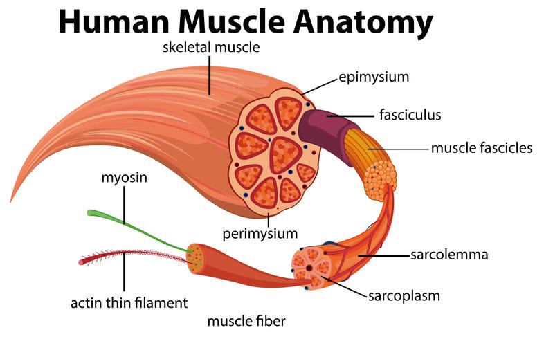 mänsklig muskelanatomi diagram vektor