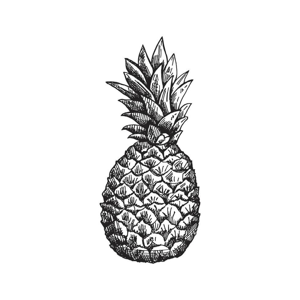 ritad för hand ananas skiss. isolerat ananas illustration. hela tropisk frukt, mat skiss. vektor