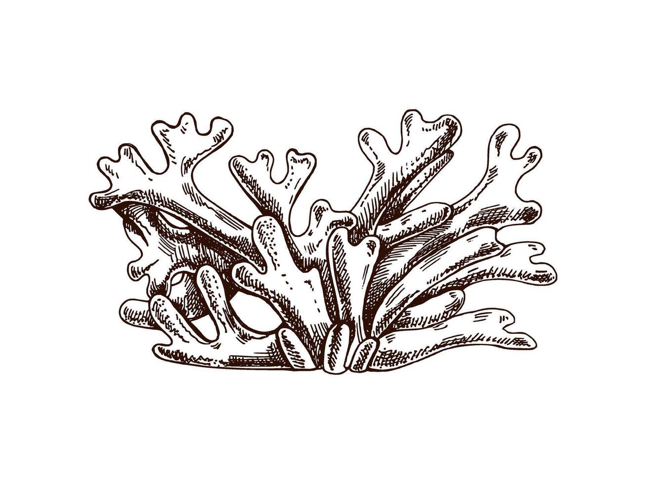 ritad för hand alger, marin växter. ett graverat vatten element. marin samling. vektor