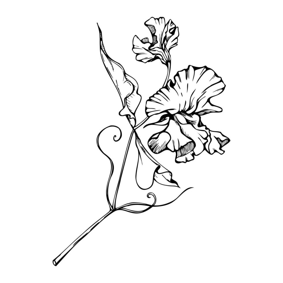 hand dragen grafisk bläck illustration botanisk blommor löv. ljuv evighet ärta, vicker vinda grönsak. gren bukett isolerat på vit bakgrund. design bröllop, kärlek kort, blommig affär vektor