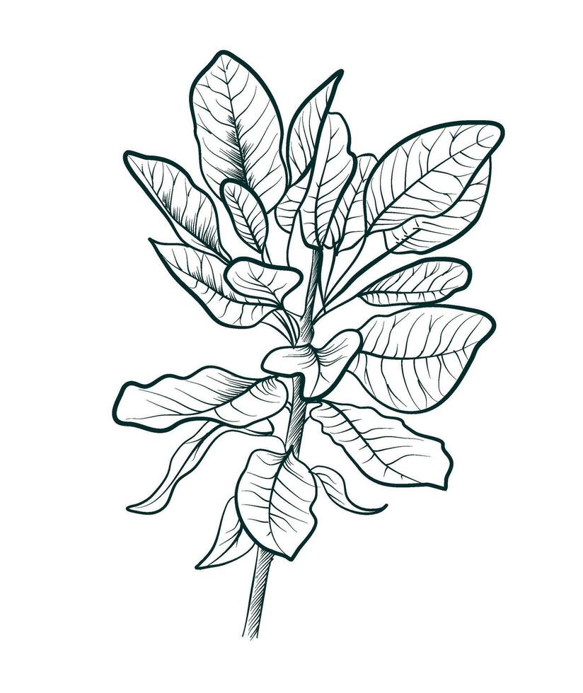 svart och vit hand teckning av ett äpple träd gren med löv vektor