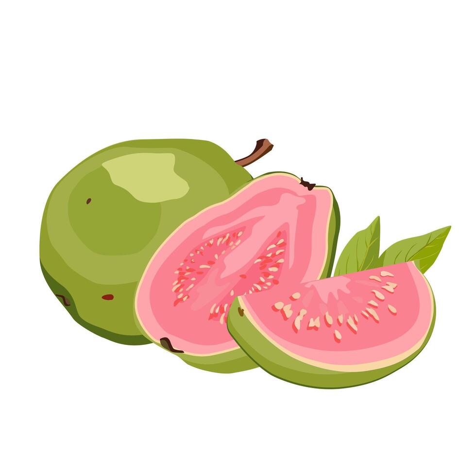 saftig und gesund Grün Rosa Schnitt Guave mit Grün Blätter. isoliert Illustration auf Weiß Hintergrund. Sommer- Obst zum eben Design von Karte, Banner, Flyer, Verkauf, Poster, Symbole vektor