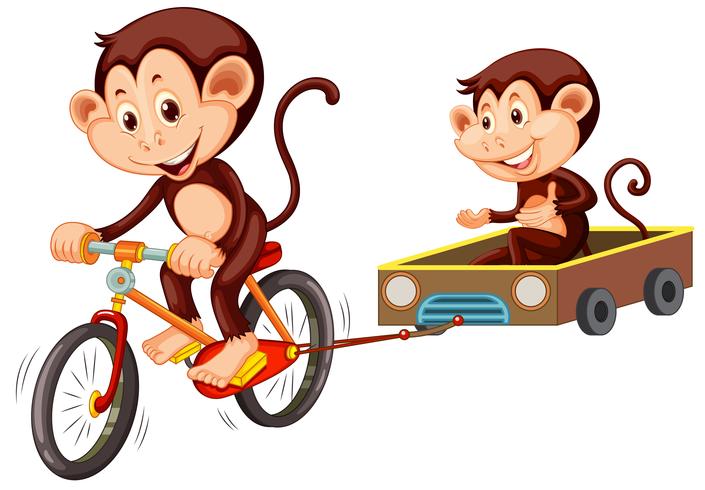 Monkey riding cykel på vit bakgrund vektor