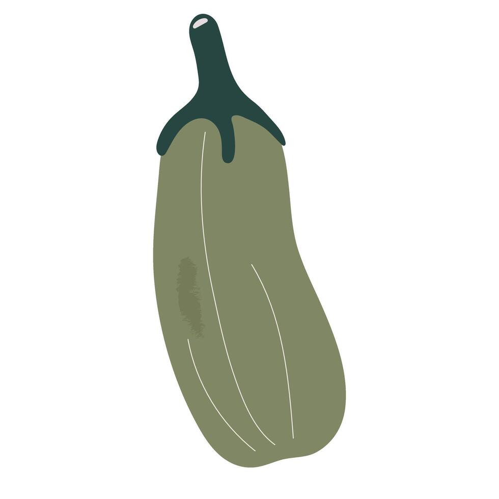 Zucchini Gemüse Grafik Illustration, produzieren von das Garten, Ernte Gemüse Clip Art, Grafik Illustration vektor