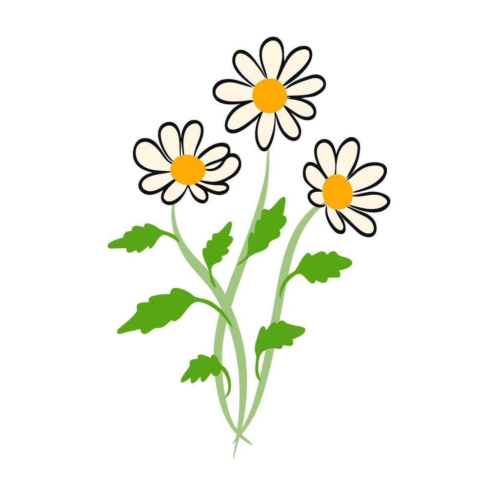 Gänseblümchen Weiß Blumen kurvig Stengel Grafik Illustration vektor