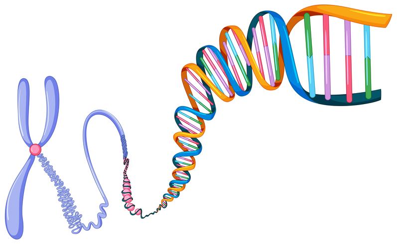 DNA-symbol på vit bakgrund vektor