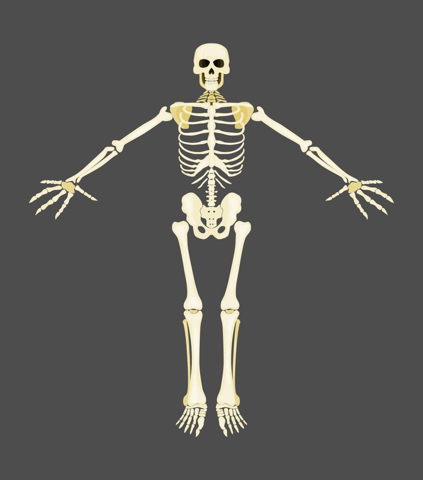 mänskligt skelett gula ben på grå bakgrund ny vektor